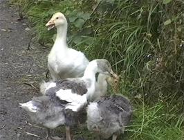 A family of ducks at Hill Farm, near Hunter's Inn, 18.3 miles into the ride